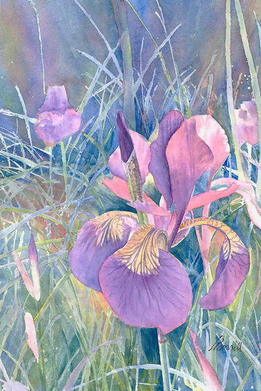 Iris -Original  watercolour framed 18" x 22"  (Sold)